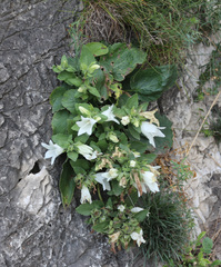 Campanula pendula