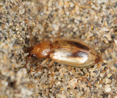Dicheirotrichus