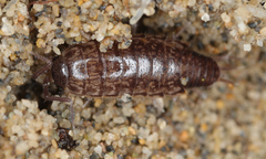 Chaetophiloscia elongata