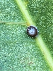 Ceroplastes rusci