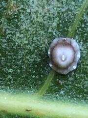 Ceroplastes rusci