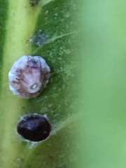 Ceroplastes rusci