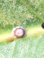 Ceroplastes rusci