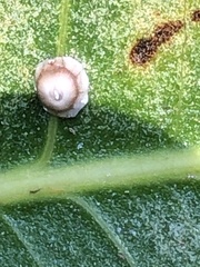 Ceroplastes rusci