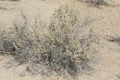 Atriplex canescens macilenta