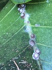 Ceroplastes rusci