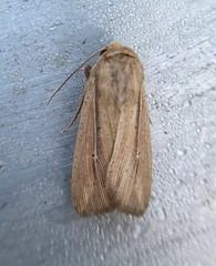 Leucania phragmitidicola