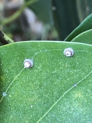 Ceroplastes rusci