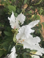 Bauhinia petersiana