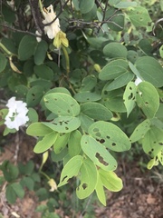 Bauhinia petersiana