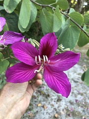 Bauhinia × blakeana