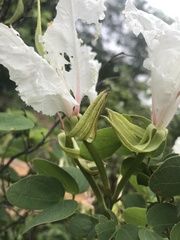 Bauhinia petersiana