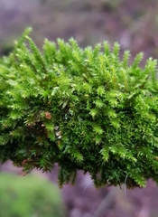 Cryphaea heteromalla