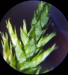 Cryphaea heteromalla