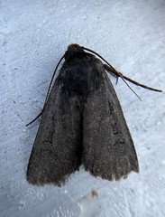Euxoa velleripennis