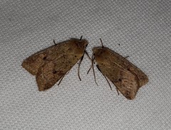 Agrochola blidaensis