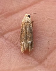Eucosma ochrocephala