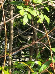 Mimus polyglottos image