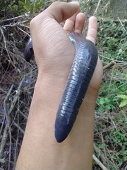 Dermophis mexicanus