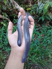 Dermophis mexicanus