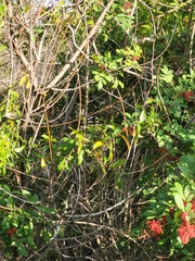 Mimus polyglottos image