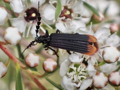 Pseudolycus haemorrhoidalis