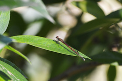 Oxyagrion terminale
