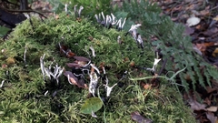 Xylaria hypoxylon