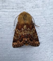 Schinia septentrionalis