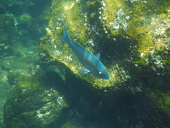 Scarus rubroviolaceus