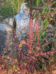 Amaranthus tucsonensis