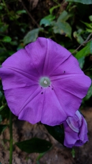 Ipomoea seducta