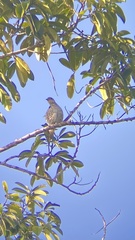 Cotinga amabilis