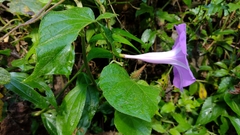 Ipomoea seducta