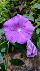 Ipomoea seducta