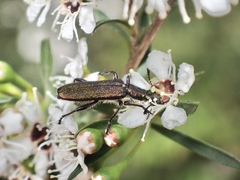 Eleale aspera