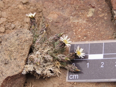 Oriastrum dioicum