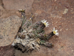 Oriastrum dioicum
