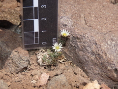 Oriastrum dioicum