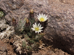 Oriastrum dioicum