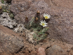 Oriastrum dioicum