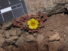 Oxalis compacta
