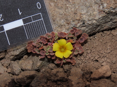 Oxalis compacta