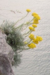 Helichrysum stoechas stoechas