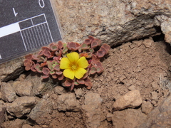 Oxalis compacta