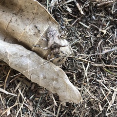 Lagocheirus obsoletus