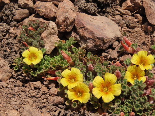 Oxalis compacta (Oxalis compacta)