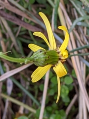 Senecio inaequidens