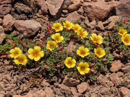 Image of Fleshy Sorrel (Oxalis compacta) by (c) Nicolás Lavandero, some rights reserved (CC BY)