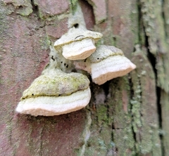 Rigidoporus cuneatus